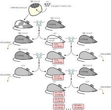 Back-cross Mice